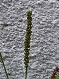 Attēlu rezultāti vaicājumam “Plantago major flower”