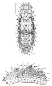 Attēlu rezultāti vaicājumam “Micropterigidae”