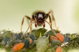 Attēlu rezultāti vaicājumam “Aphis farinosa”