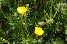 Attēlu rezultāti vaicājumam “Ranunculus polyanthemos”