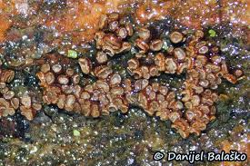 Attēlu rezultāti vaicājumam “Merismodes anomala”