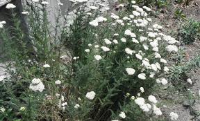 Attēlu rezultāti vaicājumam “Achillea millefolium”