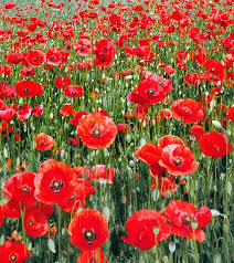 Image result for Papaver rhoeas