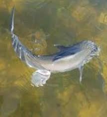 Image result for Ariopsis felis