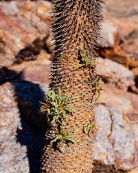 Attēlu rezultāti vaicājumam “Trichia contorta young”