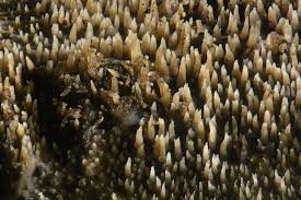 Attēlu rezultāti vaicājumam “Mycoacia fuscoatra”