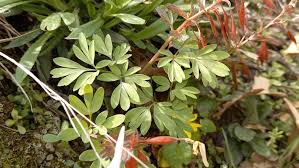 Attēlu rezultāti vaicājumam “Corydalis solida leaf”
