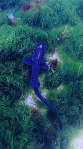 Image result for Scyliorhinus stellaris