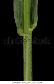 Attēlu rezultāti vaicājumam “Elytrigia repens leaf”