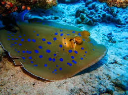 Image result for Bathytoshia centroura