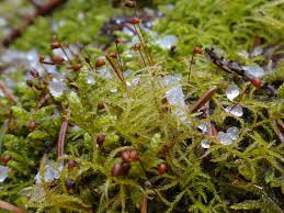 Attēlu rezultāti vaicājumam “Paraleucobryum longifolium sporophyte”
