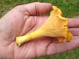 Attēlu rezultāti vaicājumam “Cantharellus cibarius”