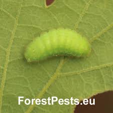 Attēlu rezultāti vaicājumam “Satyrium ilicis underside”