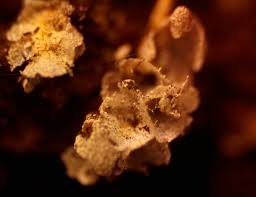 Attēlu rezultāti vaicājumam “Physarum globuliferum macro”