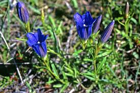 Attēlu rezultāti vaicājumam “Gentiana pneumonanthe flower”
