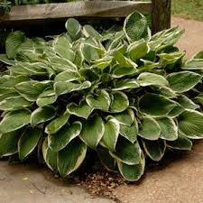 Image result for Hosta fortunei albomarginata