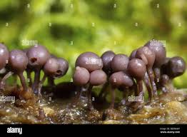 Attēlu rezultāti vaicājumam “Hemitrichia decipiens young”