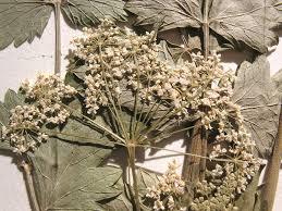Image result for Pimpinella saxifraga