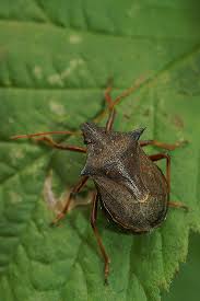 Attēlu rezultāti vaicājumam “Picromerus bidens”