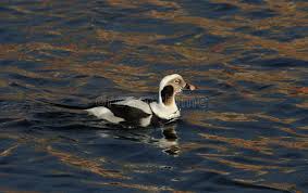 Attēlu rezultāti vaicājumam “Clangula hyemalis male”