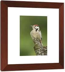 Attēlu rezultāti vaicājumam “Dendrocopos major juvenile”