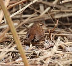 Attēlu rezultāti vaicājumam “Troglodytes troglodytes nest”