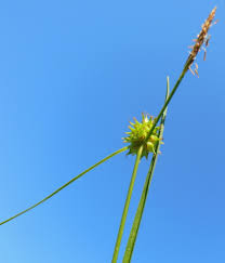 Attēlu rezultāti vaicājumam “Carex lepidocarpa”