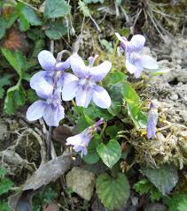 Attēlu rezultāti vaicājumam “Viola reichenbachiana”