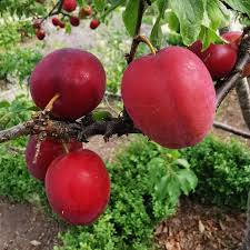 Attēlu rezultāti vaicājumam “Prunus cerasifera fruit”