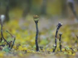 Attēlu rezultāti vaicājumam “Chaenotheca phaeocephala”