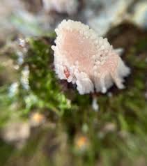 Attēlu rezultāti vaicājumam “Stemonitis axifera var. smithii young”