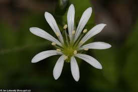 Attēlu rezultāti vaicājumam “Stellaria nemorum flower”