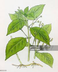 Attēlu rezultāti vaicājumam “Mercurialis perennis fruit”