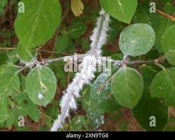 Attēlu rezultāti vaicājumam “Prociphilus xylostei”