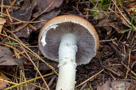 Attēlu rezultāti vaicājumam “Stropharia hornemannii”