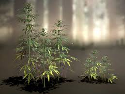 Attēlu rezultāti vaicājumam “Cannabaceae”