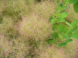 Attēlu rezultāti vaicājumam “Diderma cingulatum young”