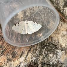 Attēlu rezultāti vaicājumam “Lomographa bimaculata”