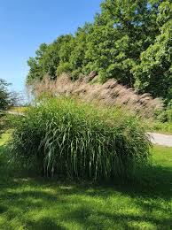Image result for Miscanthus sinensis Zebrina