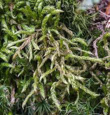 Attēlu rezultāti vaicājumam “Hylocomiastrum umbratum”