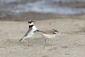 Attēlu rezultāti vaicājumam “Charadrius dubius adult”