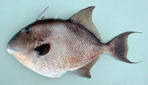 Image result for Balistes capriscus