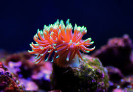 Attēlu rezultāti vaicājumam “Anemone”