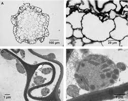 Attēlu rezultāti vaicājumam “Splachnum ampullaceum sporophyte”