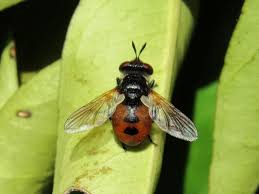 Attēlu rezultāti vaicājumam “Gymnosoma sp.”