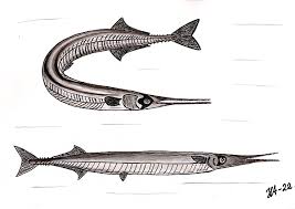 Attēlu rezultāti vaicājumam “Belone belone”