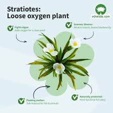 Attēlu rezultāti vaicājumam “Stratiotes aloides leaf”