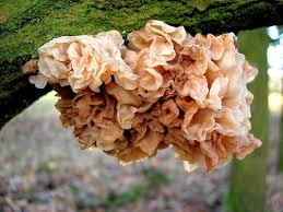 Attēlu rezultāti vaicājumam “Tremella foliacea”