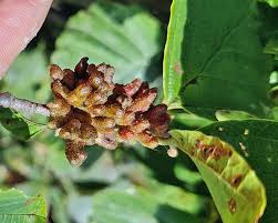 Attēlu rezultāti vaicājumam “Hamamelis japonica bud”