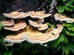 Attēlu rezultāti vaicājumam “Trametes”